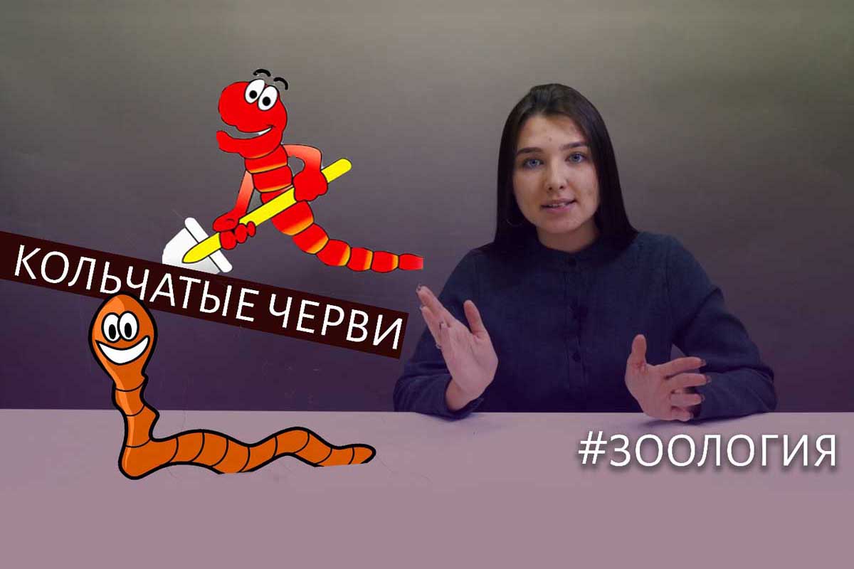 Кольчатые черви. Зоология #5