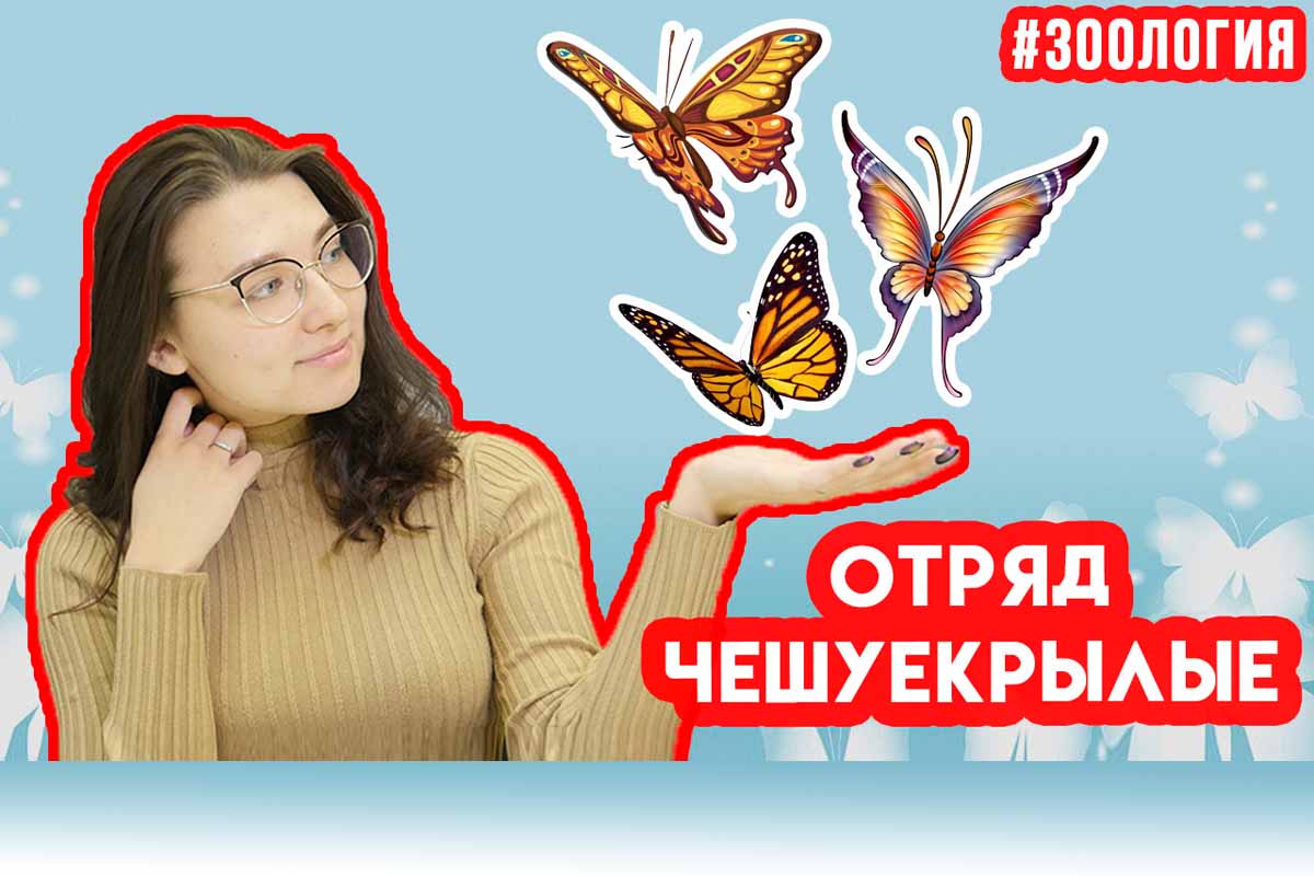 Чешуекрылые. Зоология #11