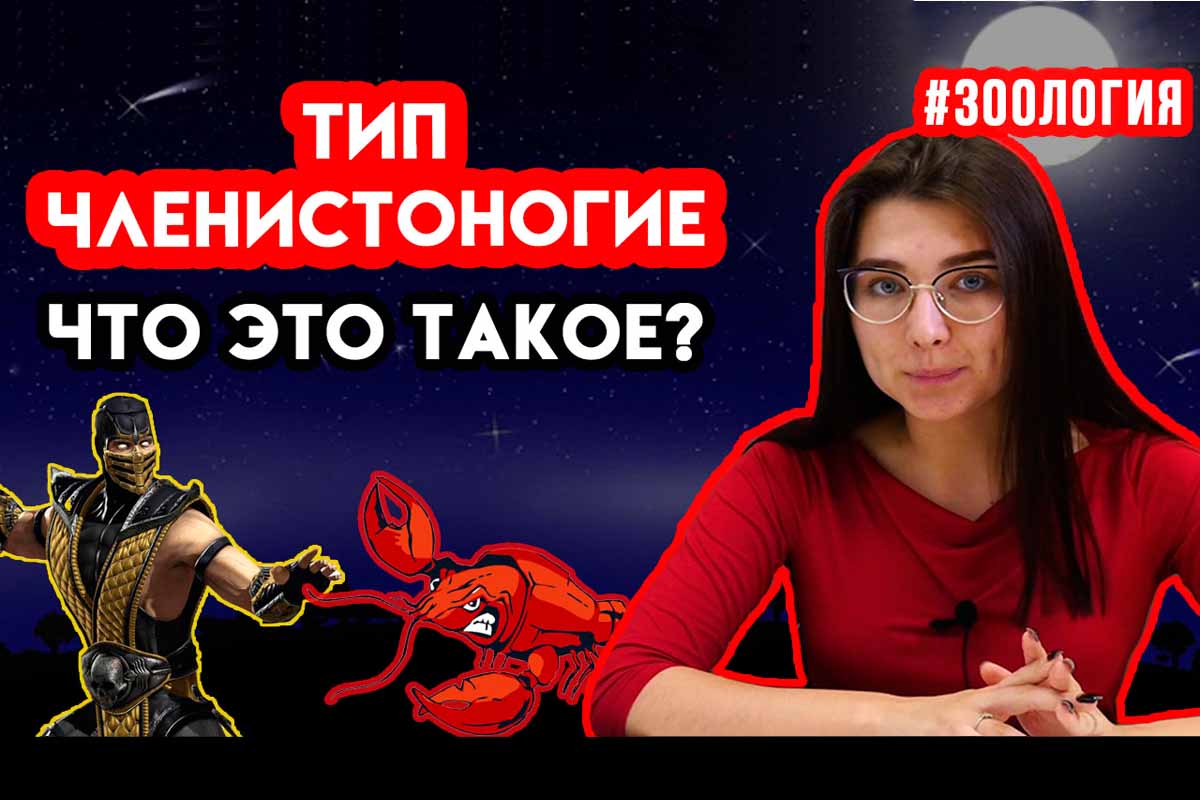 Членистоногие. Зоология #7