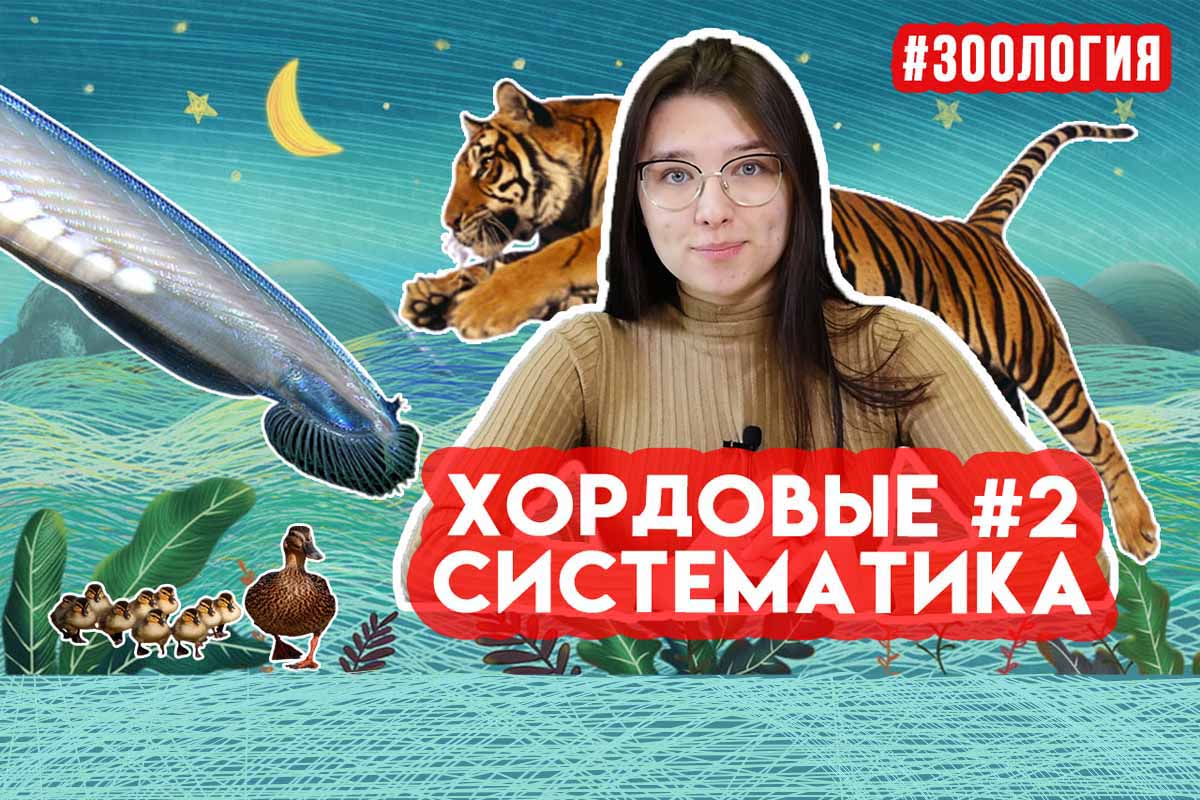 Хордовые #2: систематика. Зоология #17