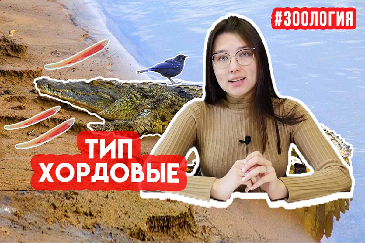 Особенности типа Хордовые. Зоология #16