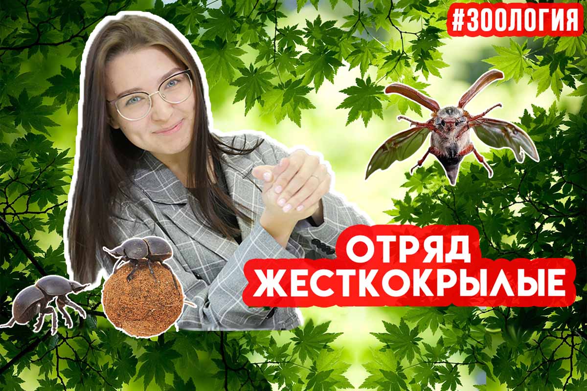 Отряд жесткокрылые или просто жуки. Зоология #14 