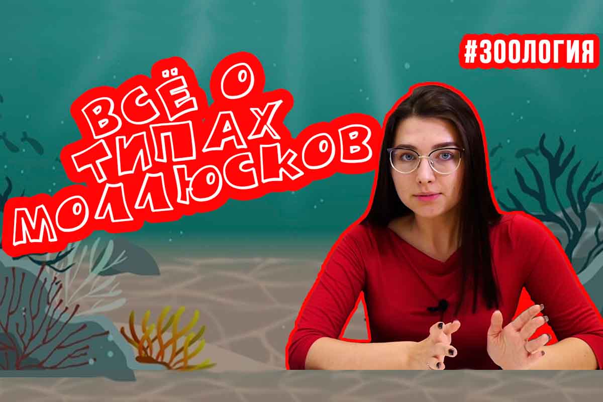 Моллюски. Зоология #6