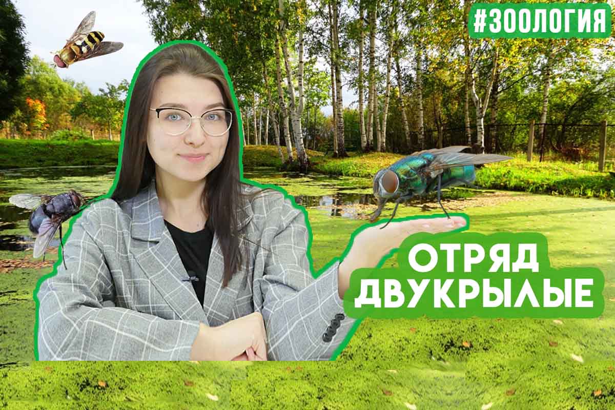 Двукрылые. Зоология #13