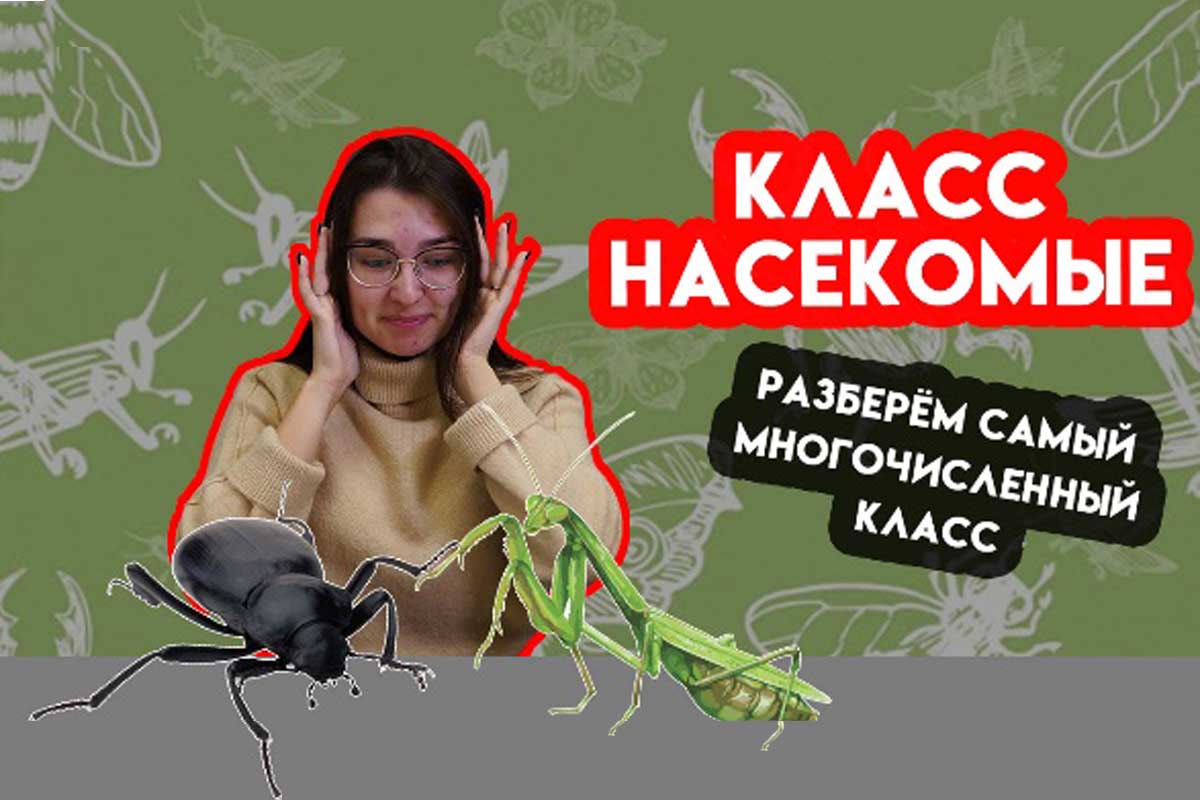 Насекомые. Зоология #9