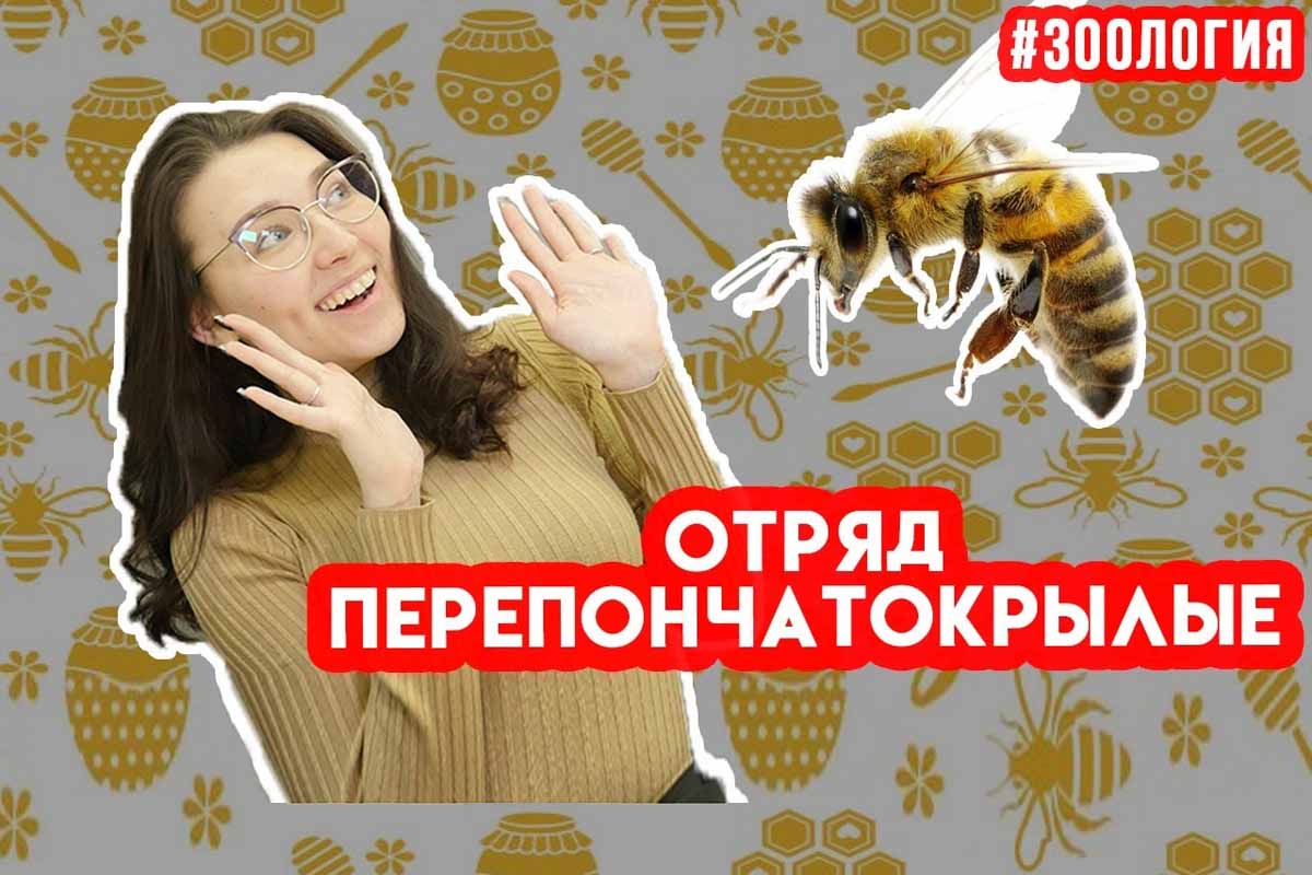 Перепончатокрылые. Зоология #12