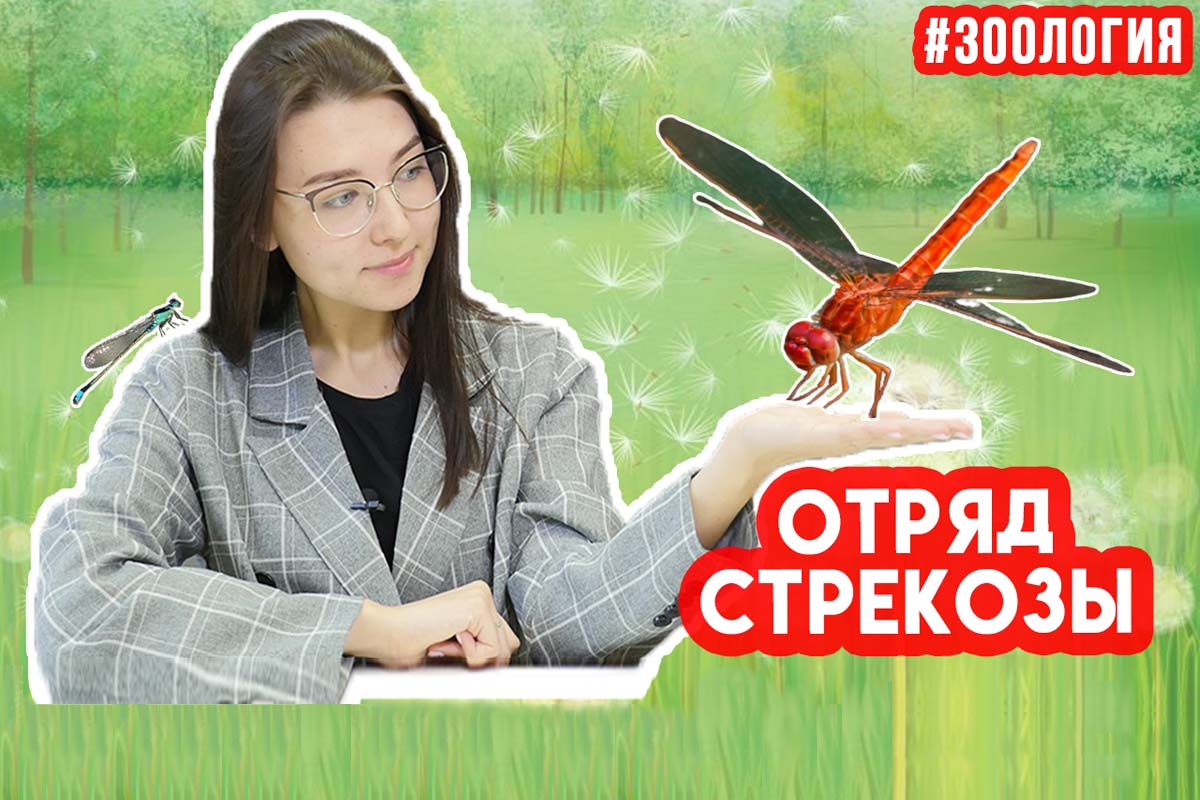 Стрекозы. Зоология #15